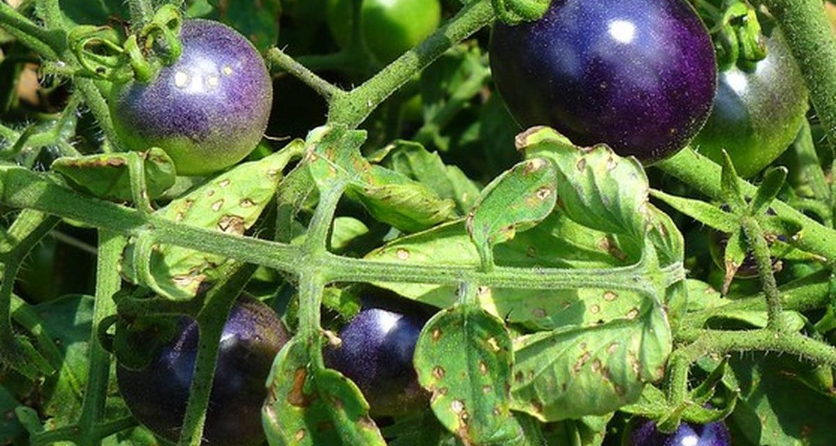 Fenomena Tomat Ungu: Sayuran Kaya Antosianin Resmi Di Jual