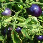 Fenomena Tomat Ungu: Sayuran Kaya Antosianin Resmi Di Jual