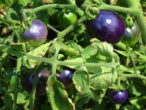 Fenomena Tomat Ungu: Sayuran Kaya Antosianin Resmi Di Jual