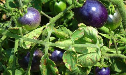 Fenomena Tomat Ungu: Sayuran Kaya Antosianin Resmi Di Jual