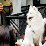 Tren Kafe Pet-Friendly Menjamur Di Kota Besar Indonesia