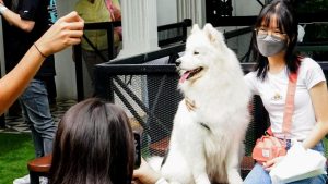 Tren Kafe Pet-Friendly Menjamur Di Kota Besar Indonesia