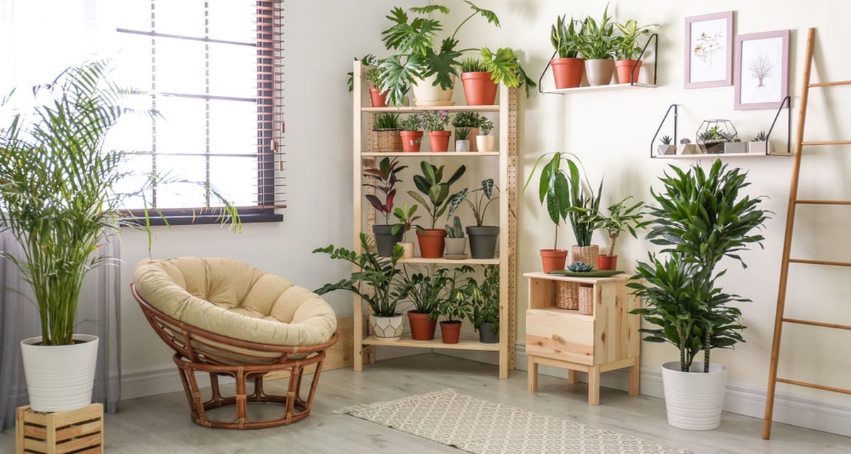 Tips Air-Purifying Interior: Sirkulasi Dan Tanaman Penyaring