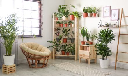 Tips Air-Purifying Interior: Sirkulasi Dan Tanaman Penyaring