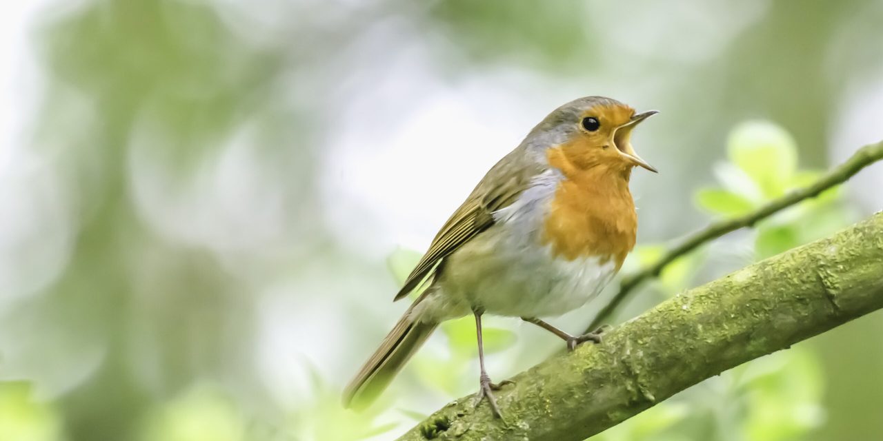 Dengarkan Kicau Burung 5 Menit Stabilkan Mood Sepanjang Hari