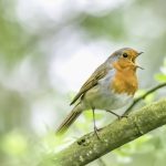 Dengarkan Kicau Burung 5 Menit Stabilkan Mood Sepanjang Hari