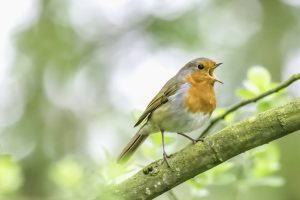 Dengarkan Kicau Burung 5 Menit Stabilkan Mood Sepanjang Hari