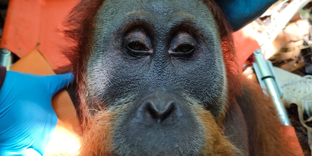 Evakuasi Orangutan Sumatra Ke Leuser Berjalan Aman & Lancar