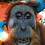 Evakuasi Orangutan Sumatra Ke Leuser Berjalan Aman & Lancar