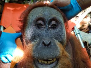 Evakuasi Orangutan Sumatra Ke Leuser Berjalan Aman & Lancar