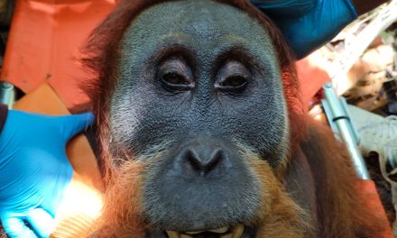 Evakuasi Orangutan Sumatra Ke Leuser Berjalan Aman & Lancar